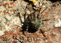 Gibbaranea gibbosa