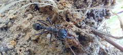 Myrmecia pyriformis