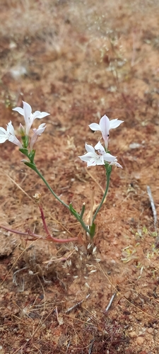 Lapeirousia divaricata