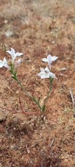 Lapeirousia divaricata