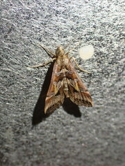 Diasemia