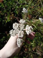 Achillea millefolium image