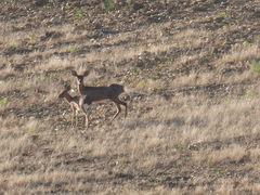 Raphicerus campestris campestris