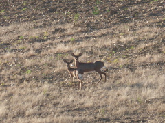 Raphicerus campestris campestris