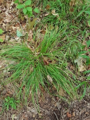 Carex communis
