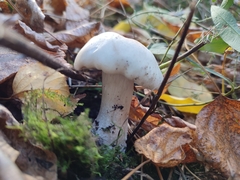 Clitocybe nebularis