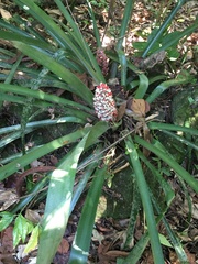 Bromelioideae