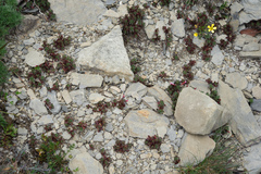 Epilobium nankotaizanense