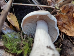 Clitocybe nebularis