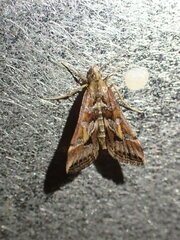 Diasemia