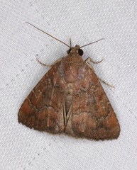 Acosmetia chinensis