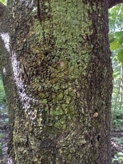 Hura crepitans