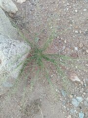Bouteloua aristidoides