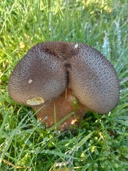 Lycoperdon nigrescens