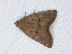 Amyna axis