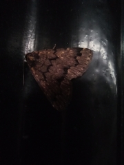 Mormoscopa phricozona