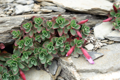 Epilobium nankotaizanense