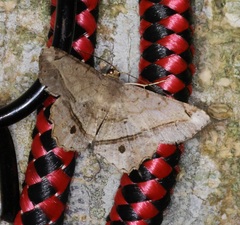 Chiasmia monticolaria
