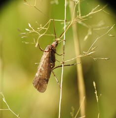 Limnephilus