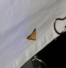 Cnaphalocrocis medinalis