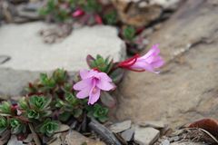 Epilobium nankotaizanense