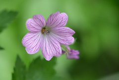 Geranium versicolor