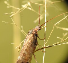 Limnephilus