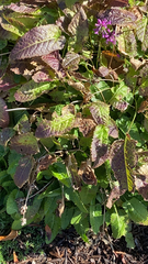 Betonica officinalis