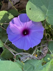 Ipomoea pedicellaris
