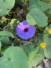 Ipomoea pedicellaris
