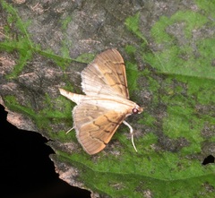 Herpetogramma rudis