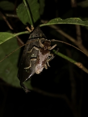 Acalolepta rusticatrix