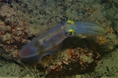 Sepioteuthis australis