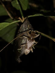 Acalolepta rusticatrix