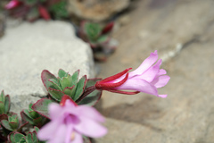 Epilobium nankotaizanense