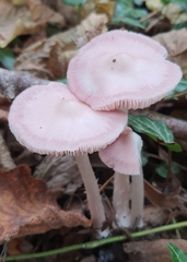 Mycena rosea