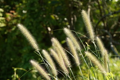 Cenchrus purpureus