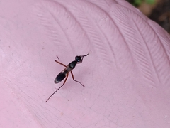 Taeniaptera trivittata