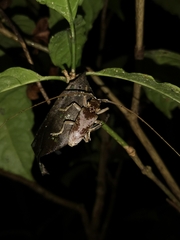 Acalolepta rusticatrix