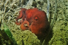 Callistoctopus
