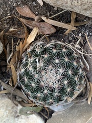 Mammillaria heyderi