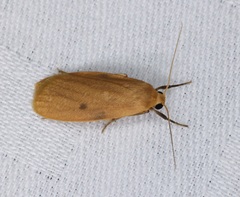 Paralithosia shaowuica
