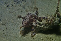 Hapalochlaena maculosa