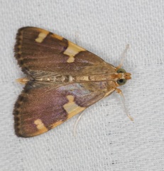 Rehimena surusalis