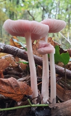Mycena rosea