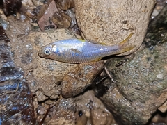 Devario chrysotaeniatus