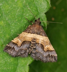 Bertula abjudicalis