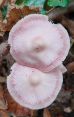 Mycena rosea