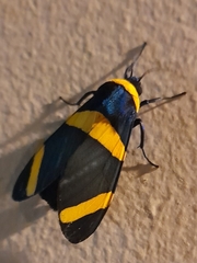 Viviennea flavicincta