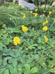 Arachis